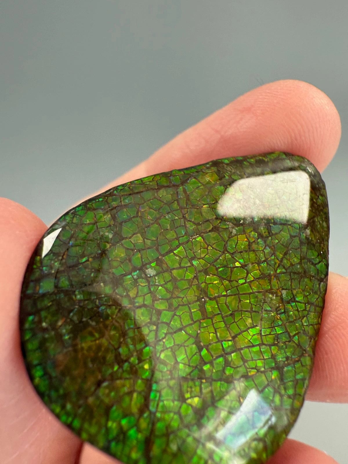 Ammolite Pear