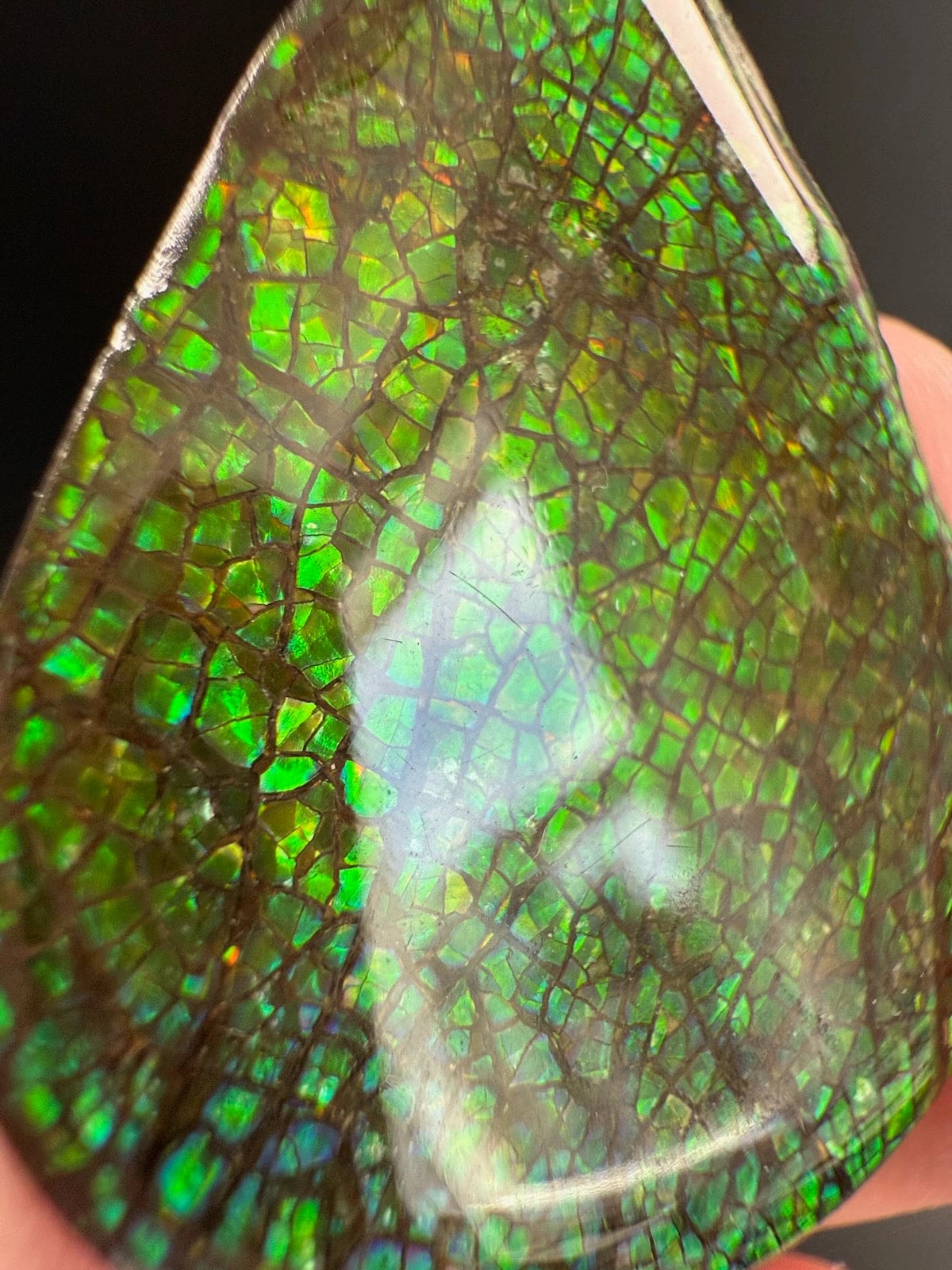 Ammolite Pear