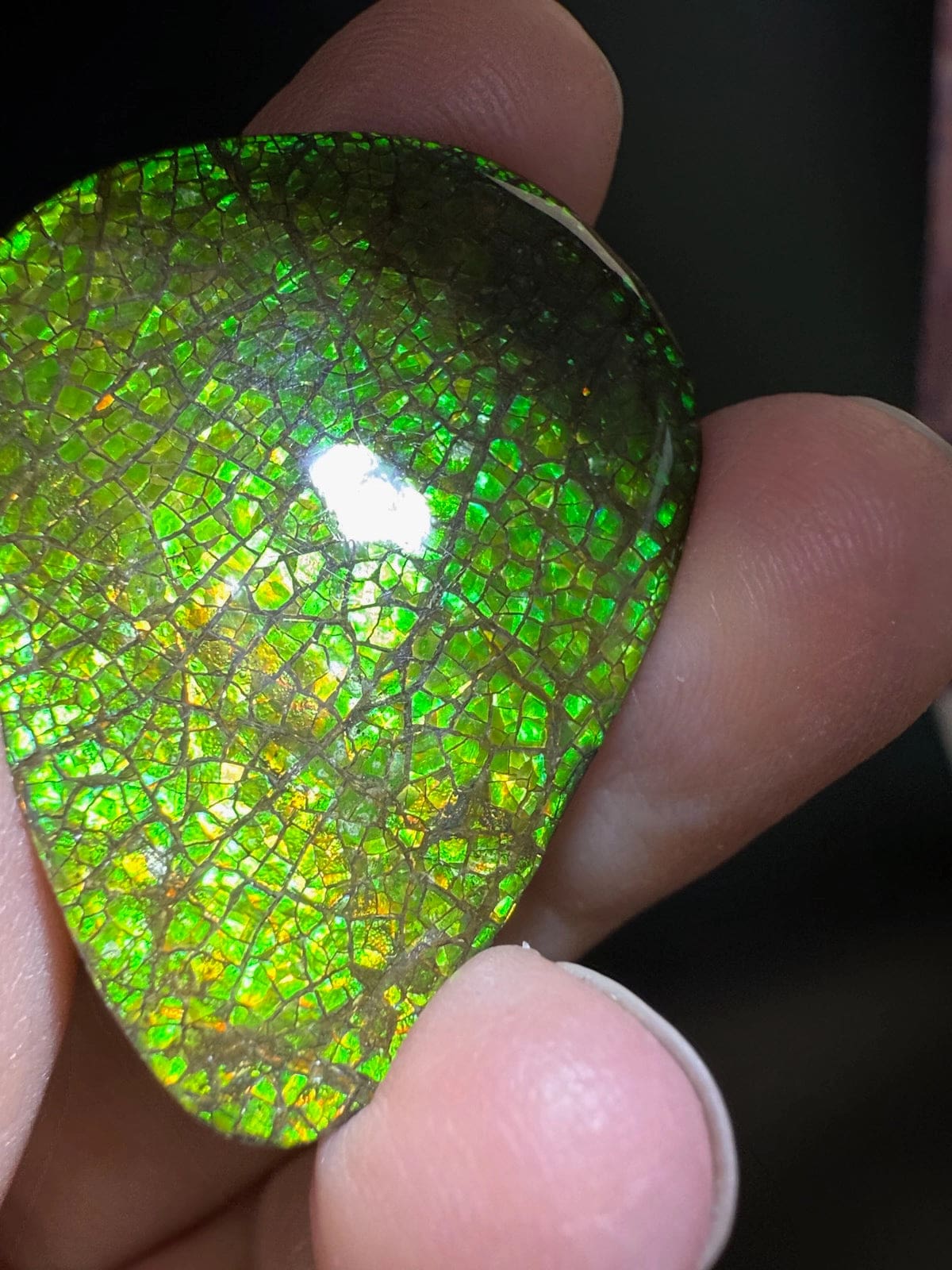 Ammolite Pear