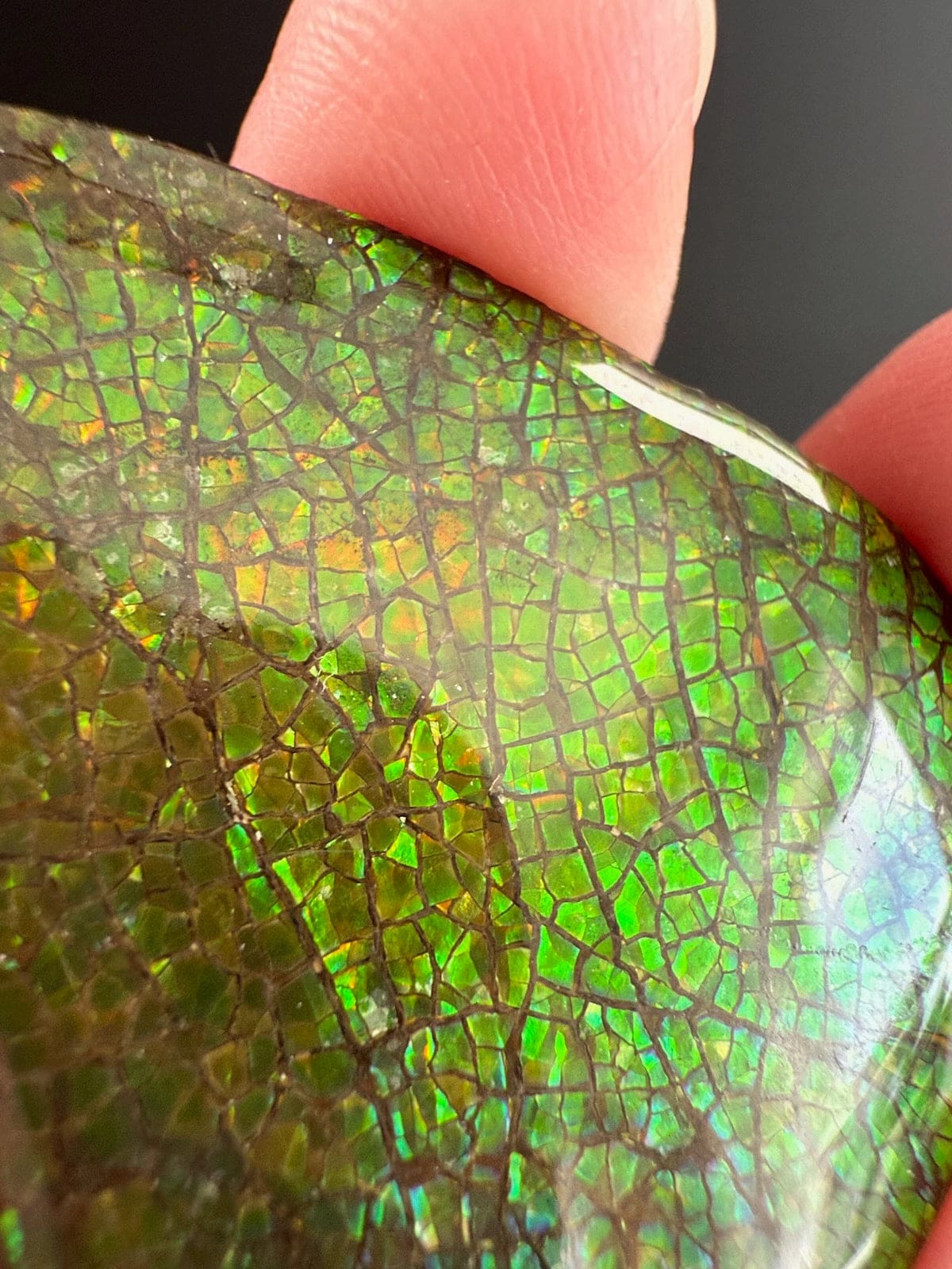 Ammolite Pear