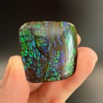 Ammolite Square