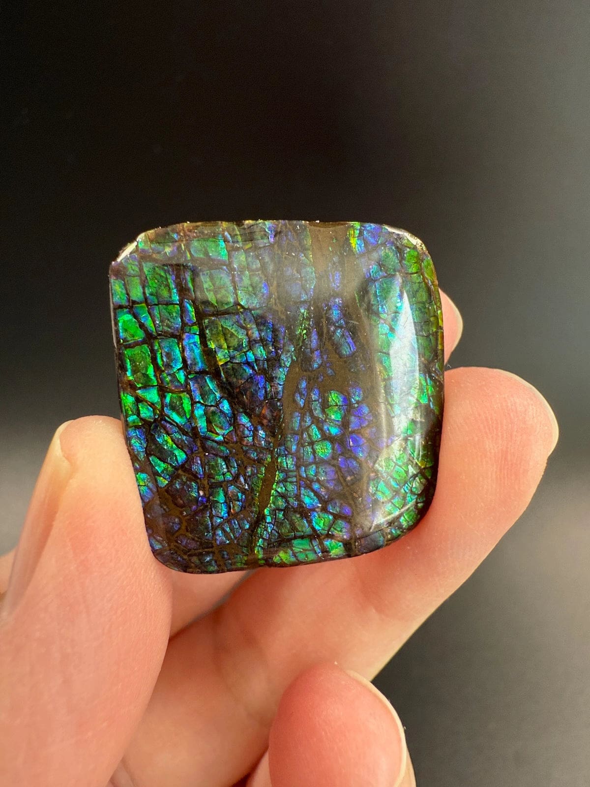Ammolite Square