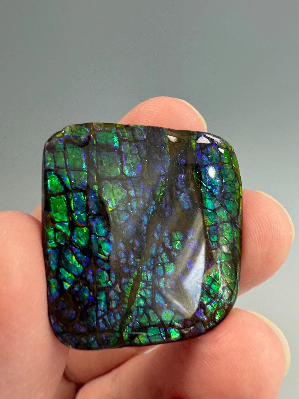 Ammolite Square