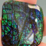Ammolite Square