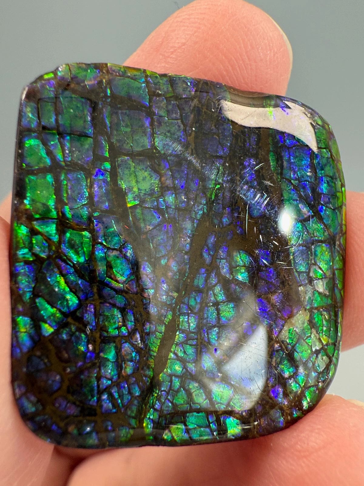Ammolite Square