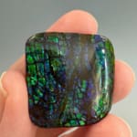 Ammolite Square