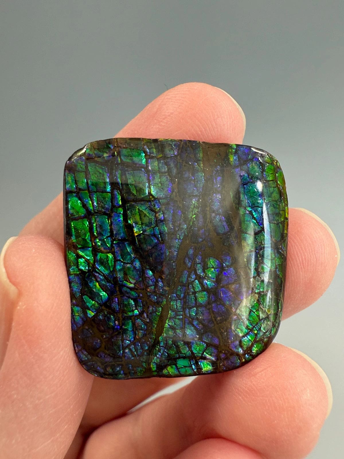 Ammolite Square