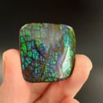 Ammolite Square