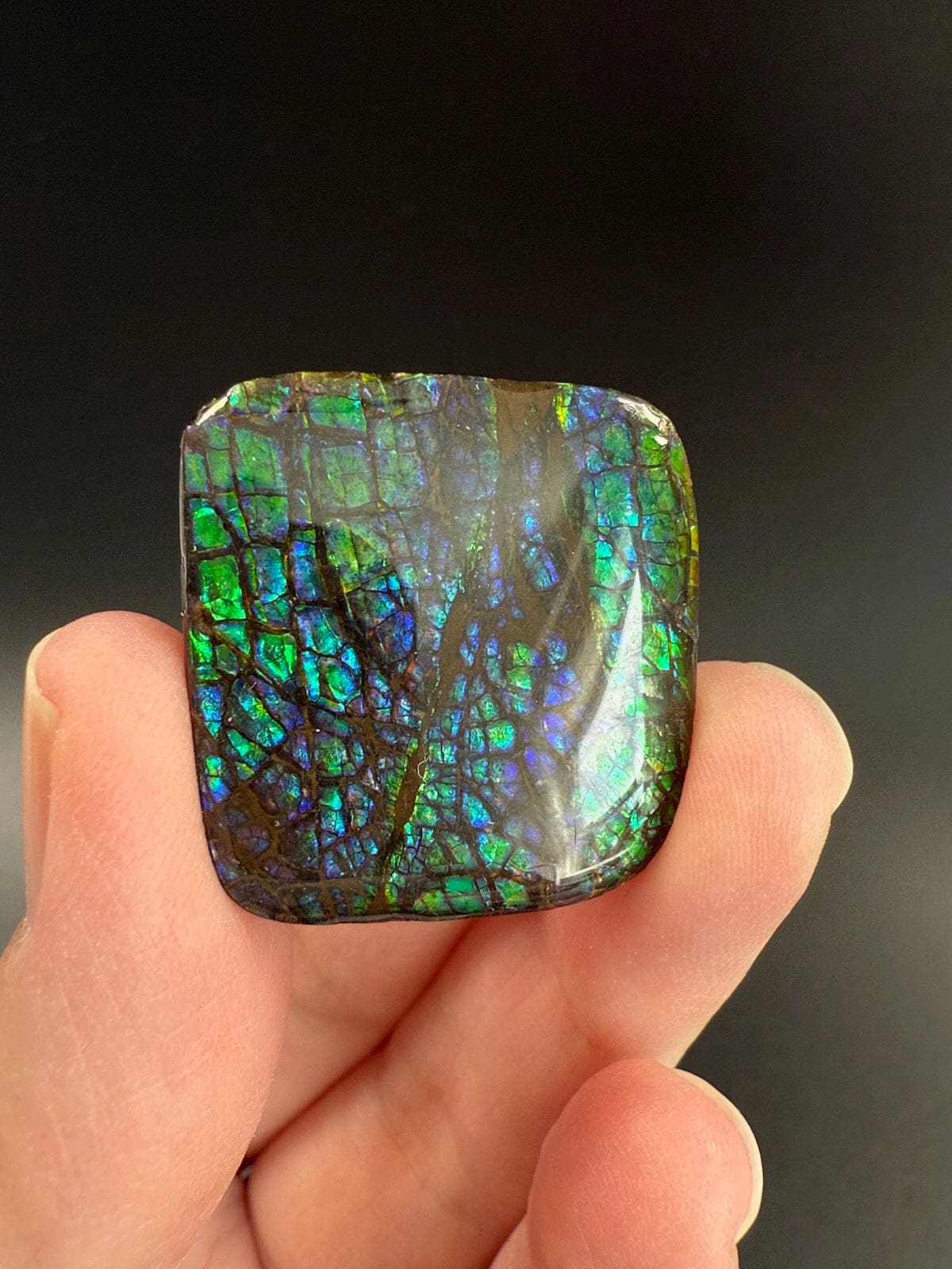Ammolite Square