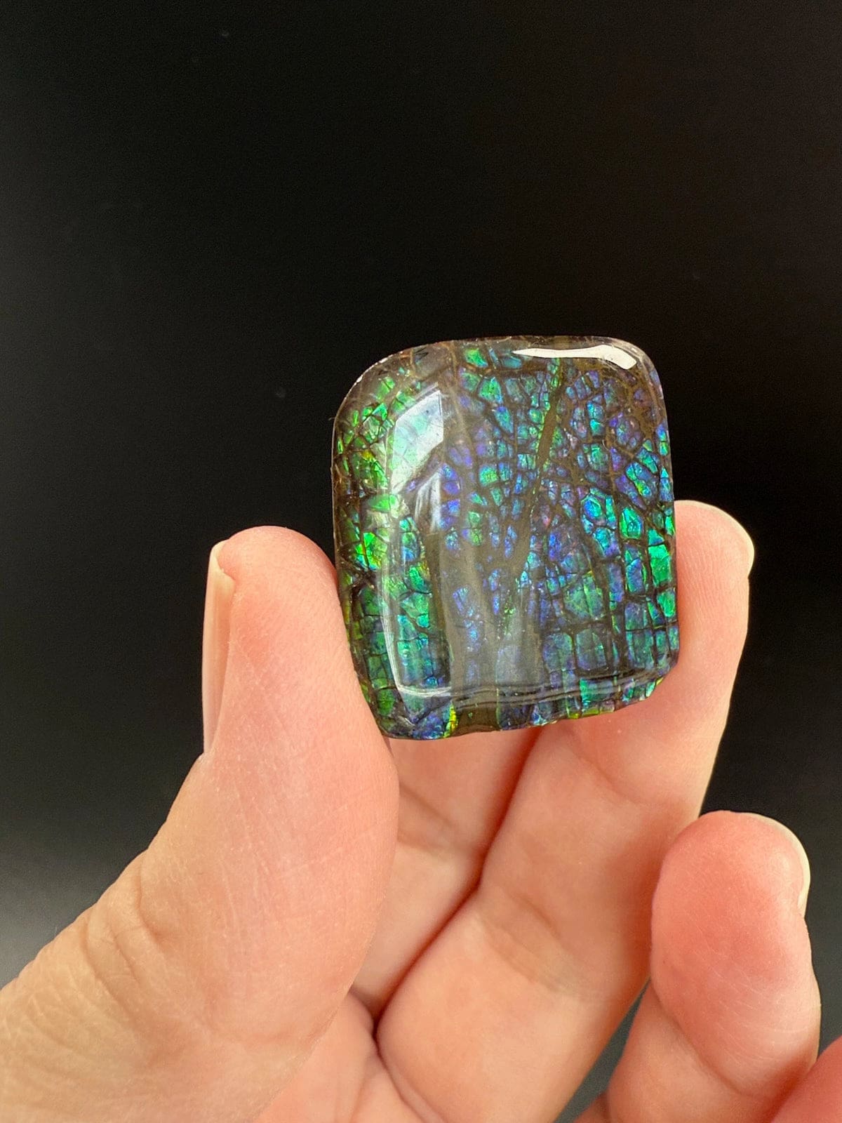 Ammolite Square