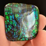 Ammolite Square