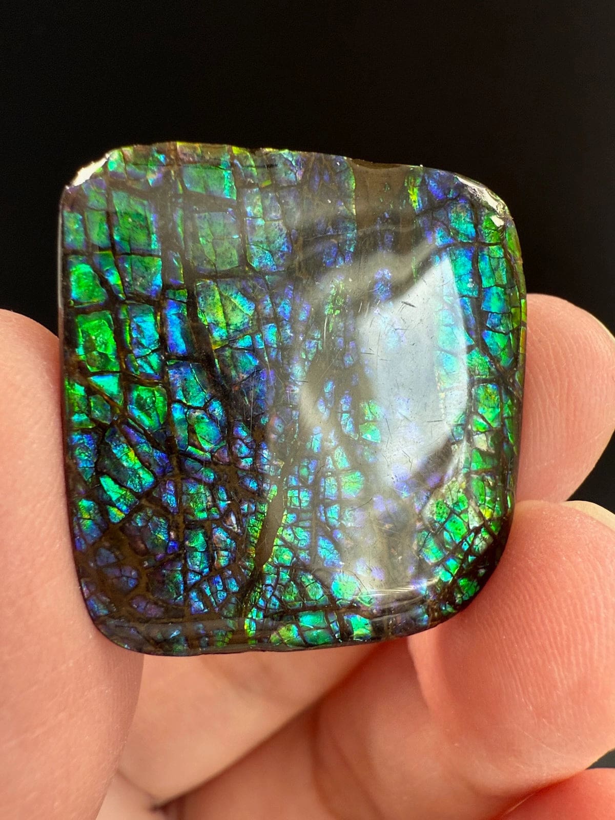 Ammolite Square