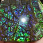Ammolite Square