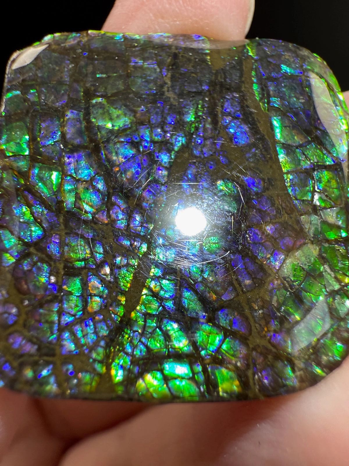 Ammolite Square