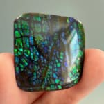 Ammolite Square