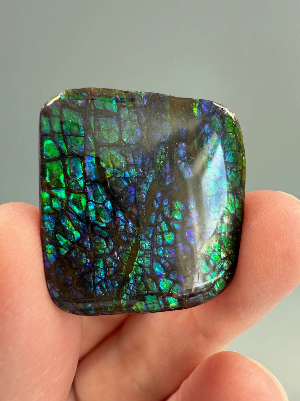 Ammolite Square