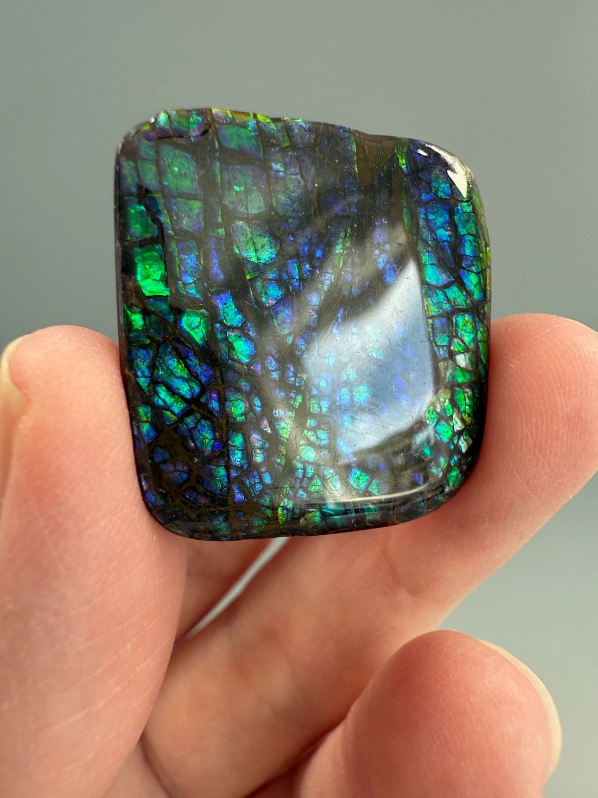 Ammolite Square