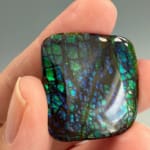 Ammolite Square