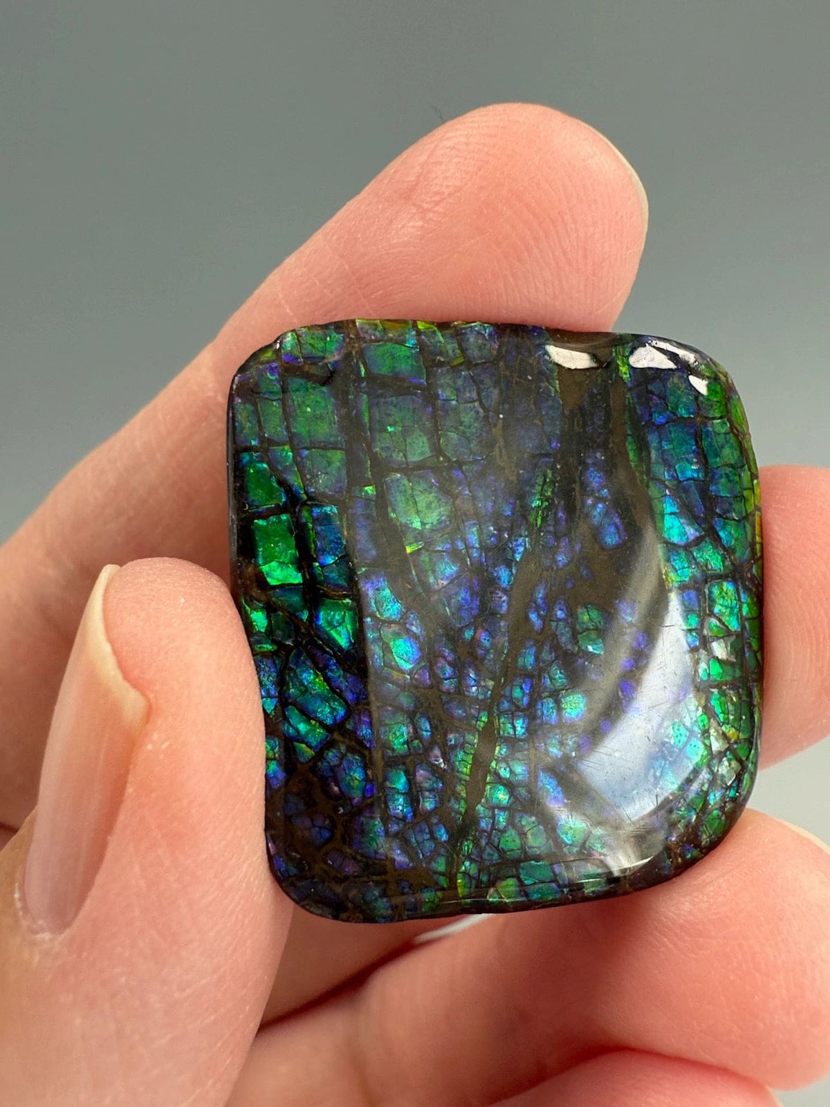 Ammolite Square