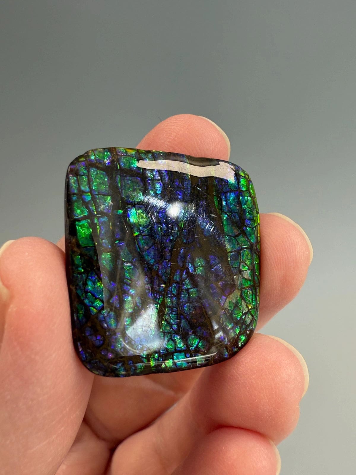 Ammolite Square