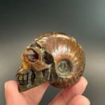 Ammonite Skull