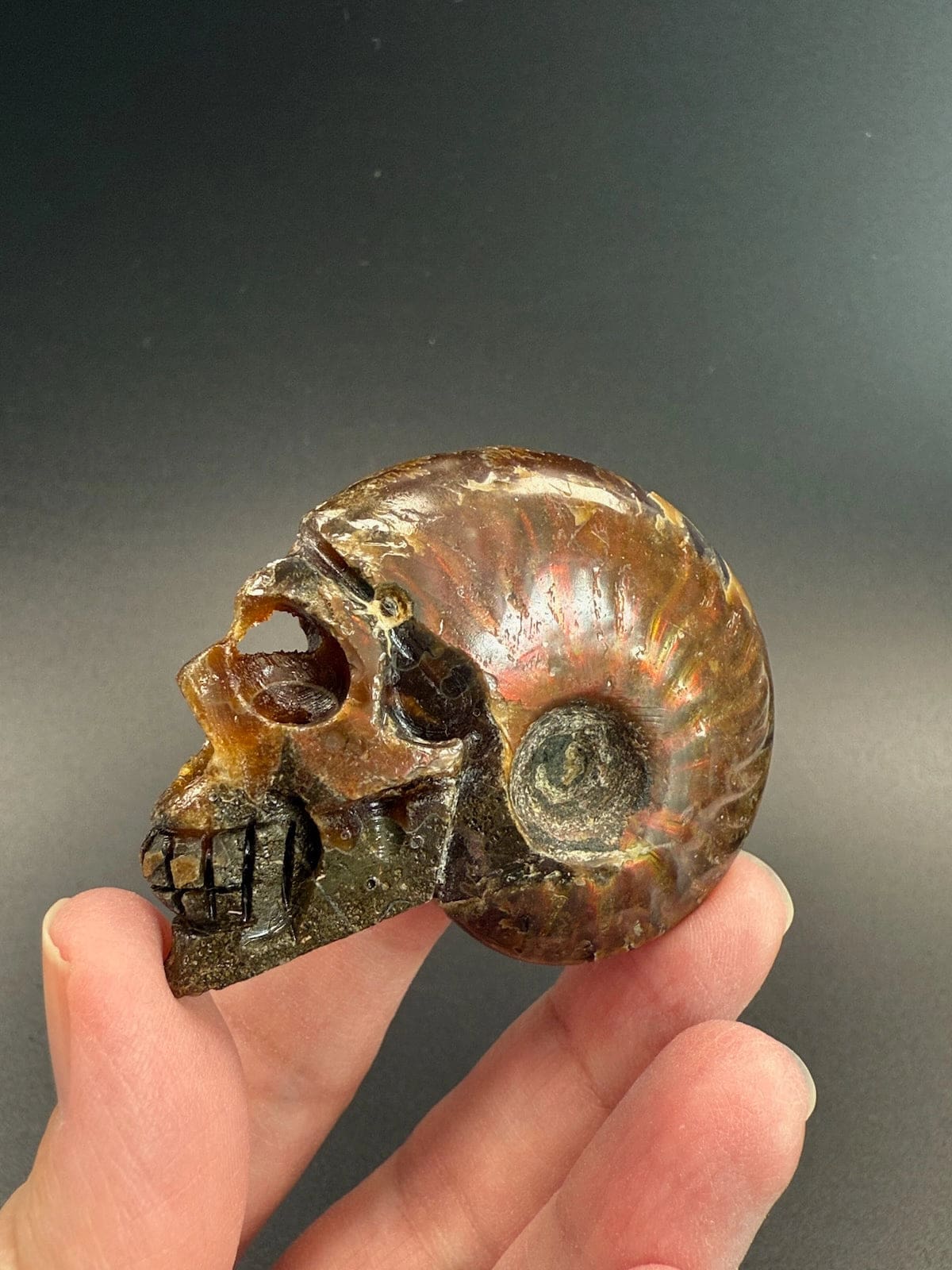 Ammonite Skull