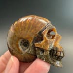 Ammonite Skull