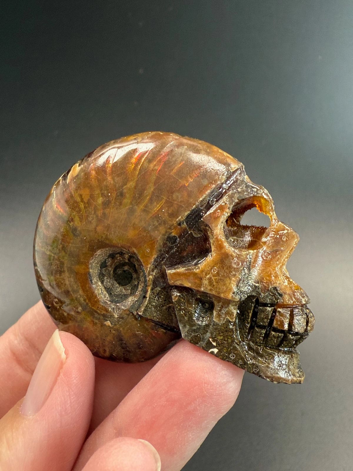 Ammonite Skull