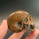 Ammonite Skull