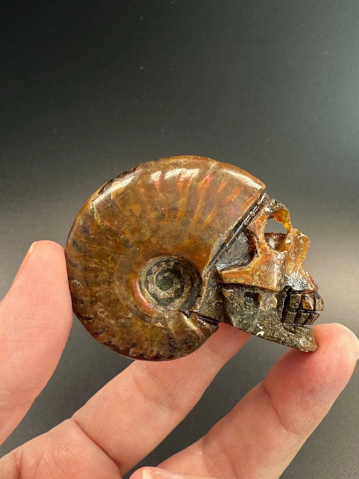 Ammonite Skull