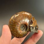 Ammonite Skull