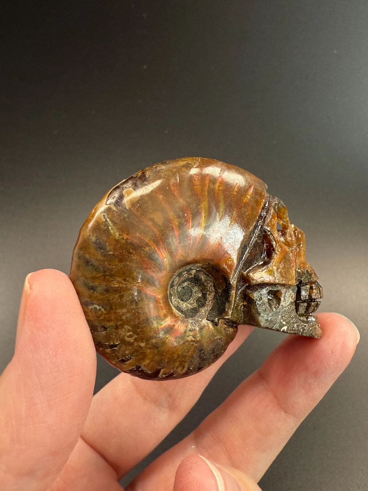 Ammonite Skull