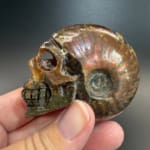 Ammonite Skull