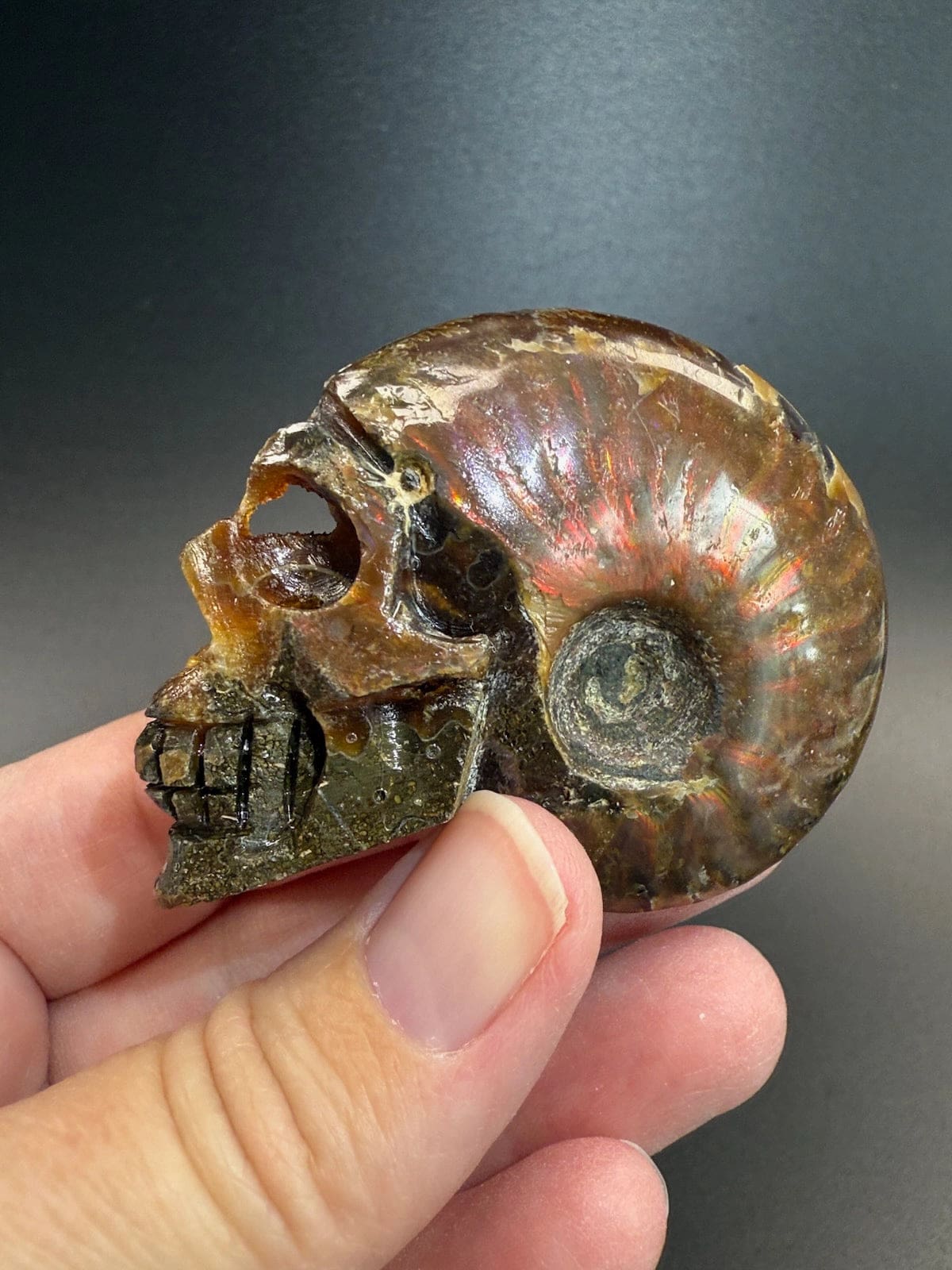Ammonite Skull