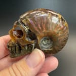 Ammonite Skull