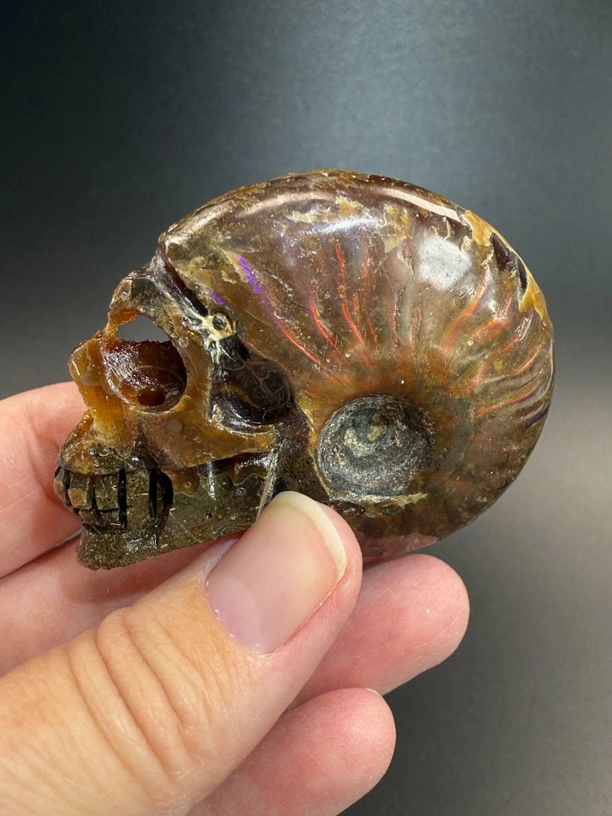 Ammonite Skull