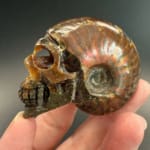 Ammonite Skull