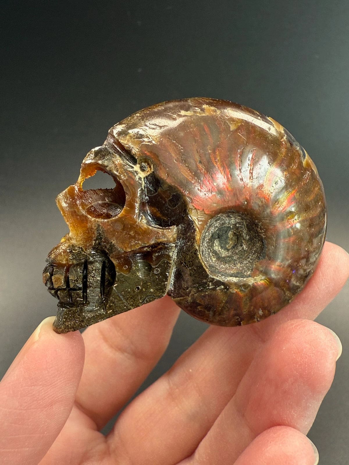 Ammonite Skull