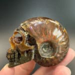 Ammonite Skull