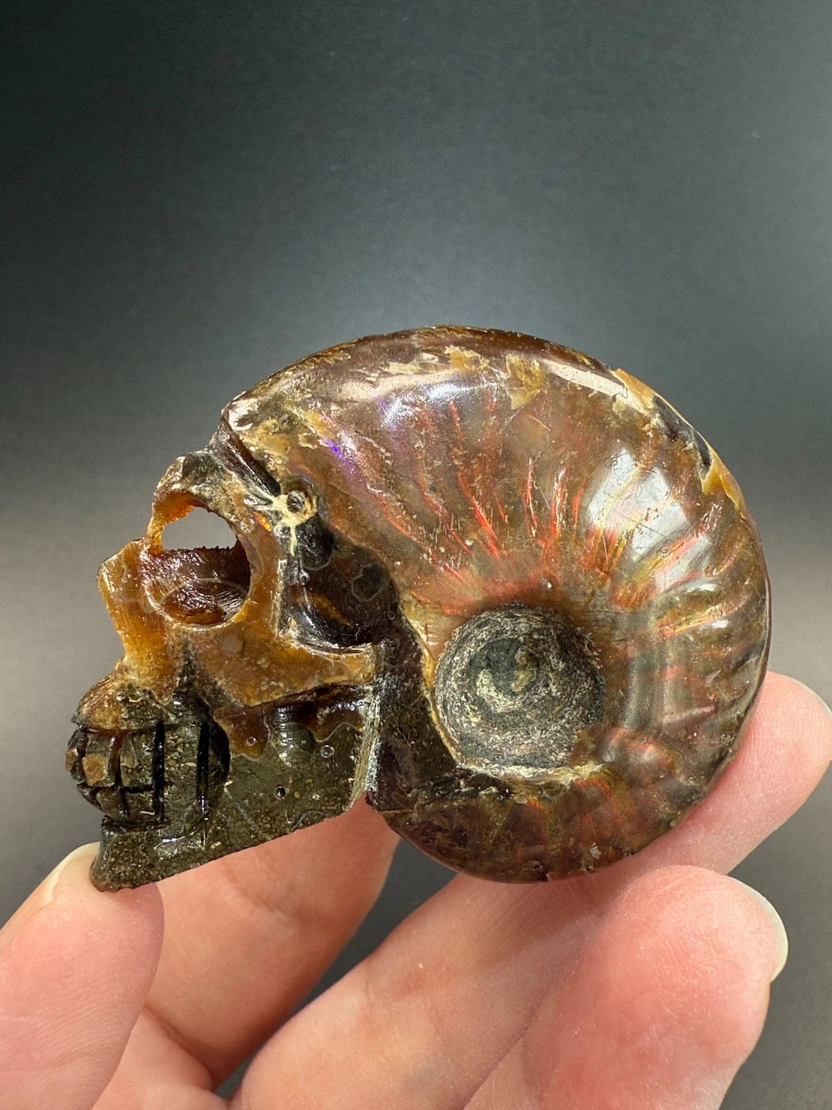 Ammonite Skull