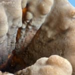 Incredible Hollow Stalagmite