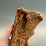 Incredible Hollow Stalagmite