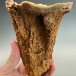 Incredible Hollow Stalagmite