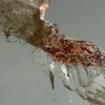 Smokey Quartz Plate A with Sparkling Lepidocrocite