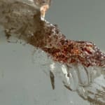 Smokey Quartz Plate A with Sparkling Lepidocrocite